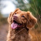 small happy brown dog