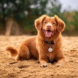 small brown dog laying down and smiling at the camera