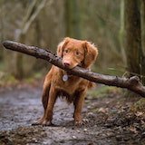 small brown dog holding a big stick in their mouth